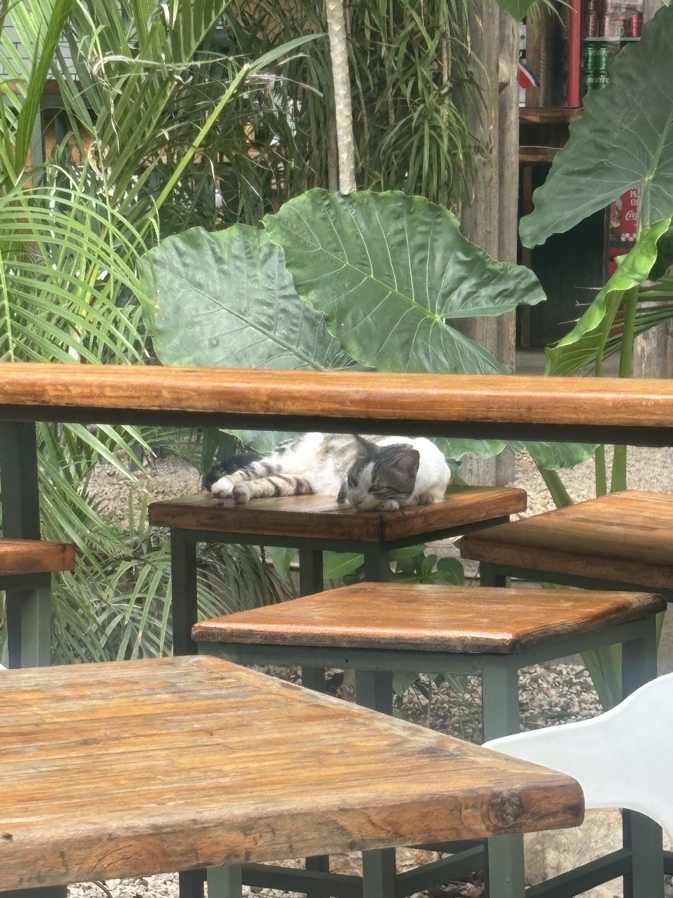 Friendly cat resting in a tropical setting in Tamarindo